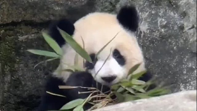 霸气我爱姐，一岁两个月不到就吃竹叶