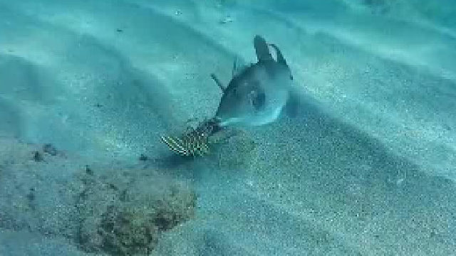 小鱼儿不正面硬，刚专门袭击龙虾尾