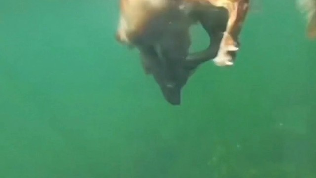 狗子下水叼手机，太丝滑了！！