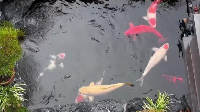 你们说我的鱼贵不贵！