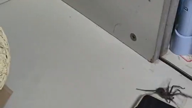 白额高蜘蛛，不咬蟑螂，吃人