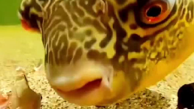 水中恶犬狗头鱼这牙齿，吃蚶子就像嗑瓜子