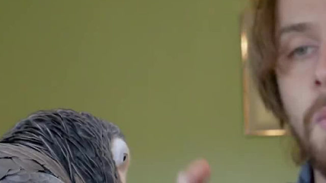 这鹦鹉是要逆天了……