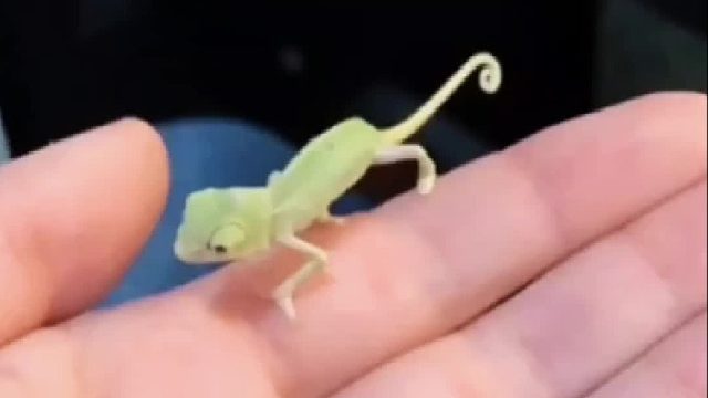 前任送的一只变色龙当宠物求和，没想到它竟成了小姐姐的美妆蜴