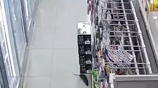 娘们是这能咋呼