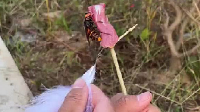 第一次见蜜蜂吃肉