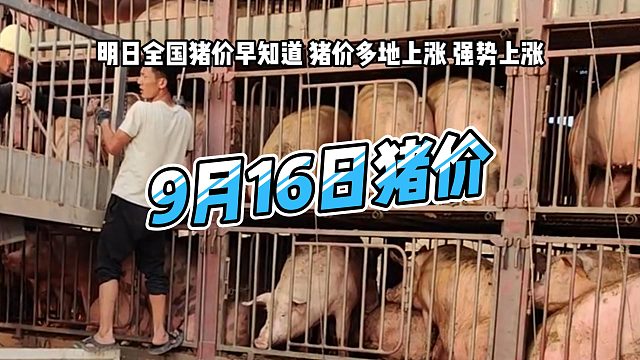 明日9月16日全国猪价早知道！明日猪价多地上涨 生猪价格强势上涨#猪价行情 #明日猪价#猪价早知道