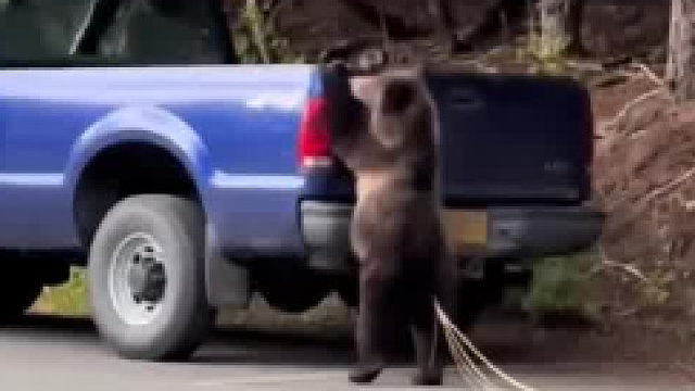 这头熊的屁股后面是绦虫吗？