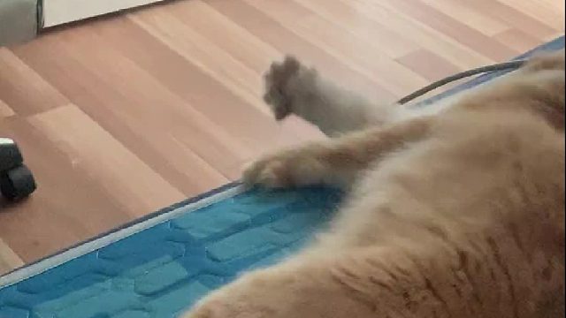 把烦死了写在脸上的猫咪