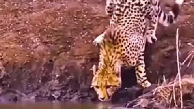 不是说鳝鳄到头终有豹吗？