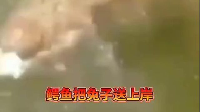 鳄鱼也有弃恶从善的时候，所以恶人也有改过来的