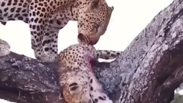 猎豹又成了花豹的菜！