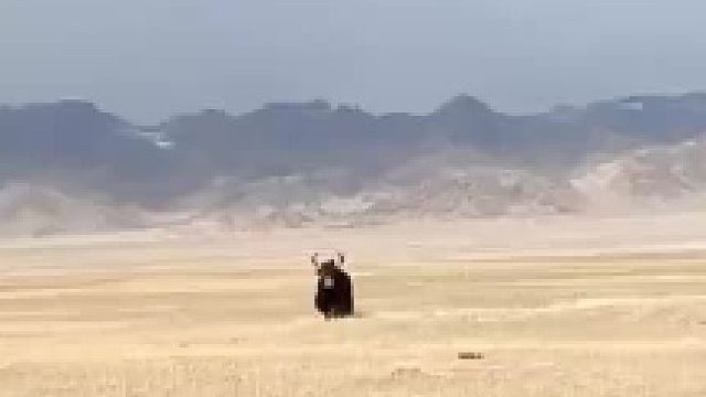 牦牛：跑你爸啊！我就想问个路