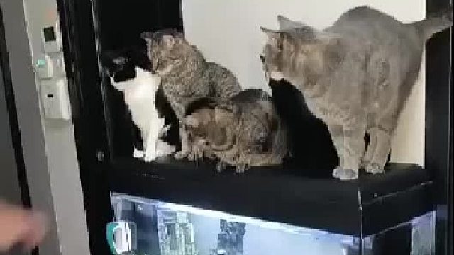 每天出门都要亲吻每只猫咪，亲到最后一只的时候…