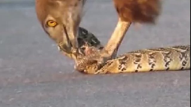 那鹰真残暴[惊呆]