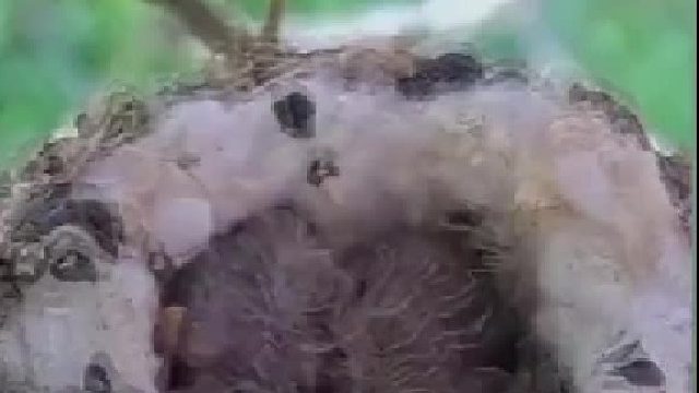 鸟都知道屎不拉窝里，日本倒核污染水进海