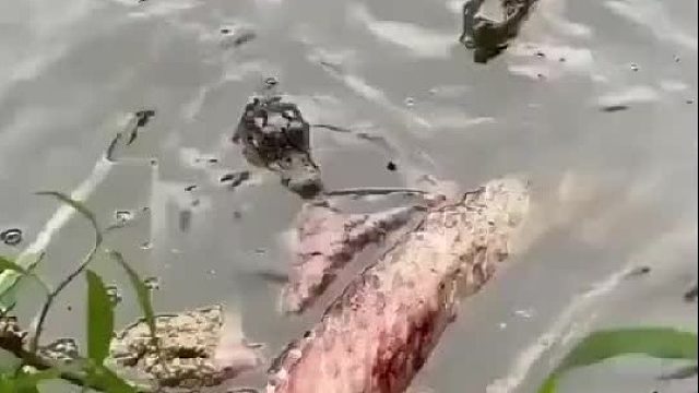 小鳄鱼都会死亡翻滚