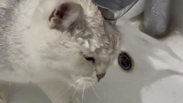 这智商，确实是脑子进水了～