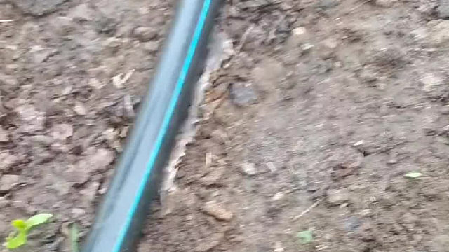 猛地一看还以为一节水管子成精了呢