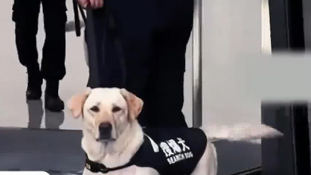 主打就是一个反差，搜爆犬听到下班表情秒变，网友：狗上班都显老