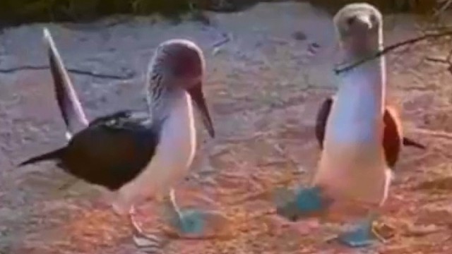 一堆有蓝色脚掌的鸟，踩着六亲不认的步伐，像大爷大妈饭后遛弯。