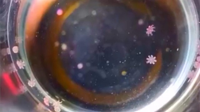 水母宝宝是什么样？长大后为什么会大变样？