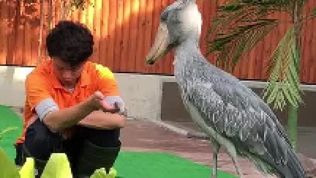 鲸头鹳。每天饲养员的任务就是这样一直拿着鱼等它下嘴， 唯一一个凭本事饿成濒危的