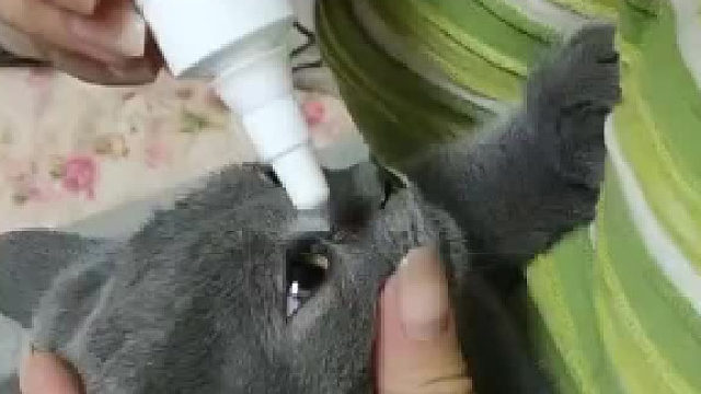 原来猫猫真的能听得懂人说话