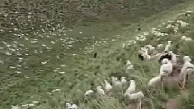 养羊大户啊，白花花的羊群