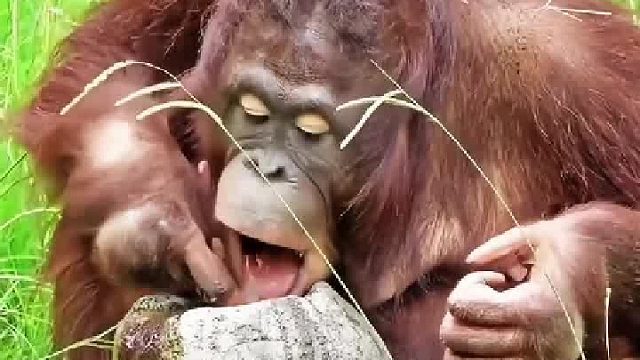 猩猩喝水，从喝不到到轻松喝