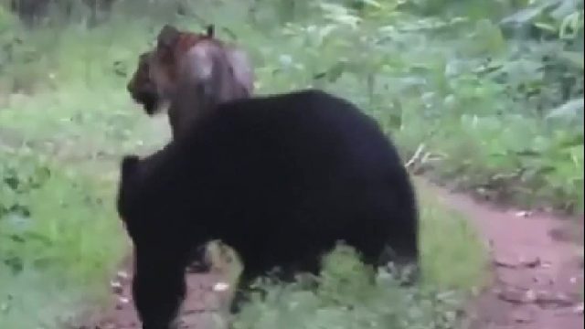 熊埋头走路没注意到前面的老虎，半天才想起逃跑