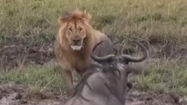 在绝对的实力面前，任何反击都是徒劳无功