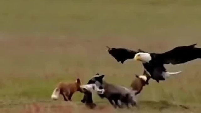 这世界到处都是抢劫和掠夺，努力活成自己就了不起了