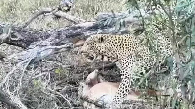 这玩意的咬合力和四肢力量这么强怎么能怕鬣狗呢