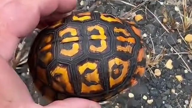 这乌龟进化的很完美