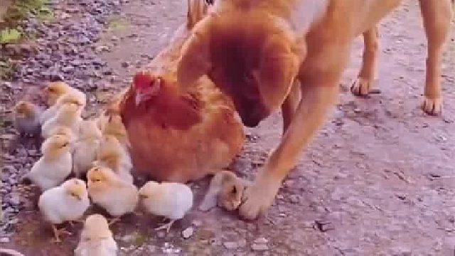 这小黄狗有点耍赖皮哟！