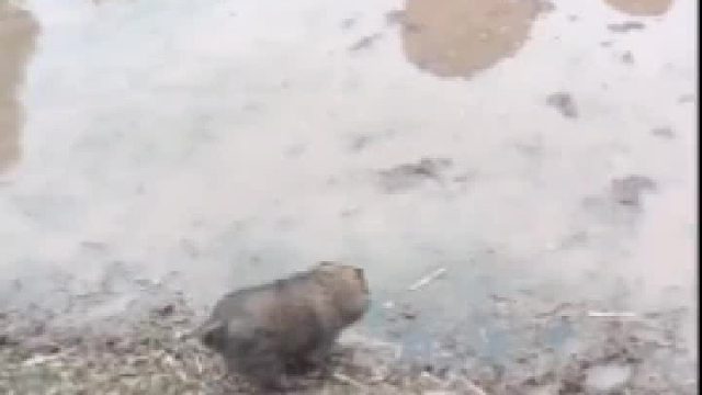 这小胖子，淘气