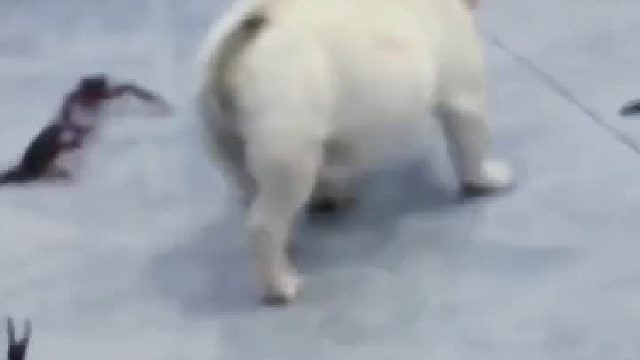 这种狗到底有啥用