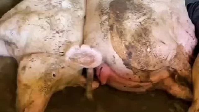 猪说，家里来人了没法睡，大哥就将就一晚吧