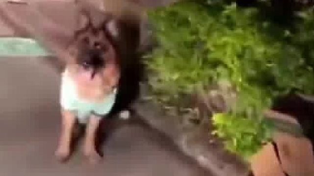 主人喝酒断片，狗狗带代驾顺利回家