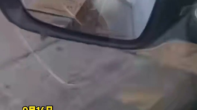 高速收费站被蜜蜂包围   司机感慨“这怎么开窗户啊”