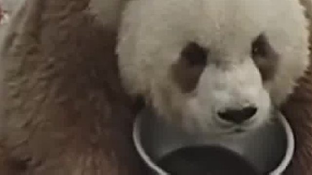 怎么总感觉好像欠它几根竹子似的