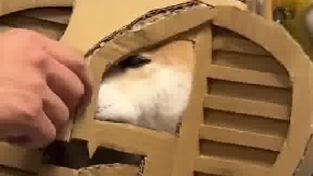 后面狗子那羡慕的眼神