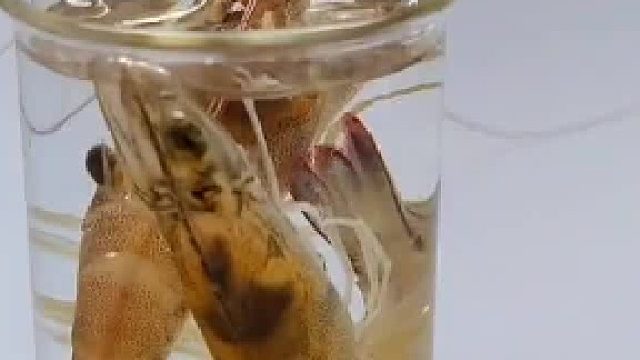 看看醉虾生腌后微生物和寄生虫的活跃情况