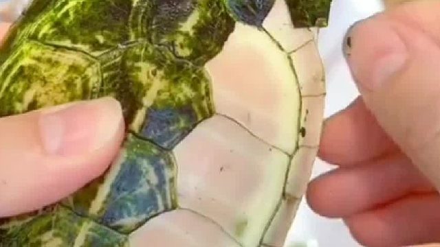 龟：老子叠的buff！你手咋呢么欠