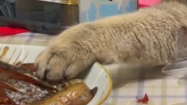 这么大的脑袋能挡得住吗