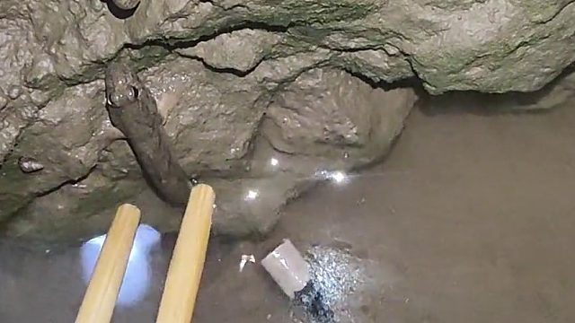 鱼的逃跑速度贼快