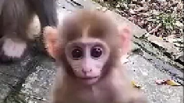 猴妈妈：你什么，耍猴呢，儿子咱们快走