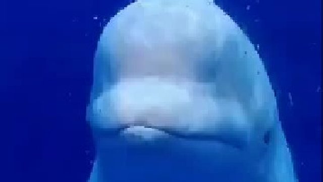 每天都是依依不舍，，，分不开！