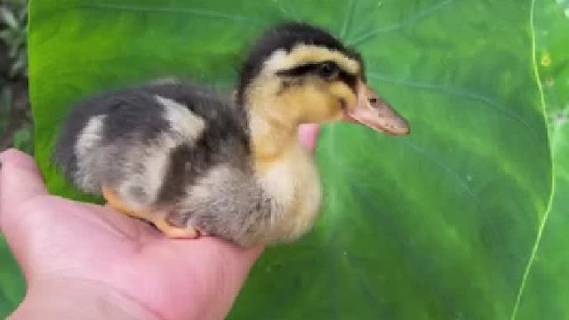 唐老鸭第一次学习游泳